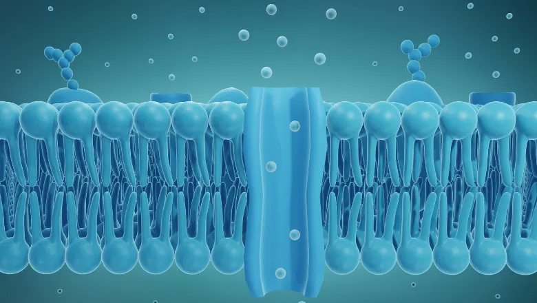 Ion channel in cell membrane ,3d illustration