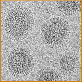 (Influenza virus)