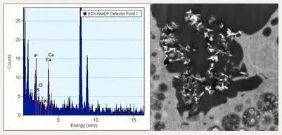 Cell image and graph