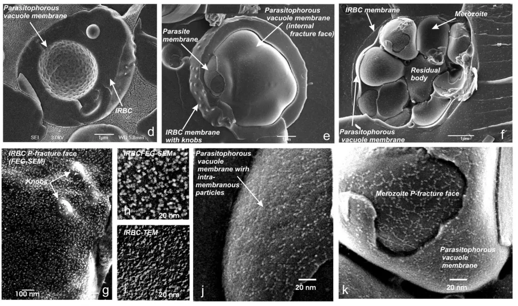 Cell images