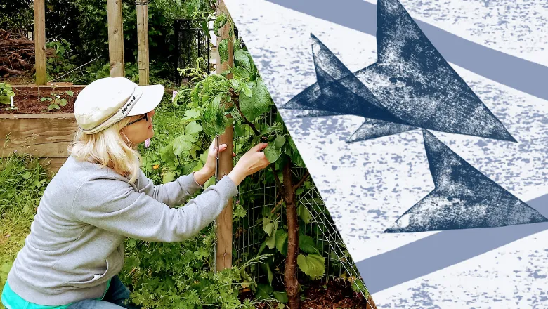 Stephanie wearing a white hat, kneeling down and gardening at Coin Street Neighbourhood's Community Garden. 