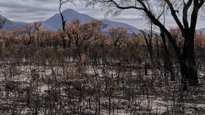 Damaged trees following a bushfire