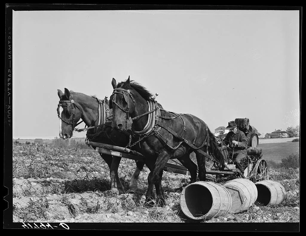 TP1_Horse-drawn_potato_digger_from_Library_of_Congress