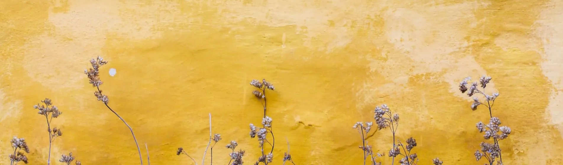 Light purple flowers growing in front of a yellow wall.