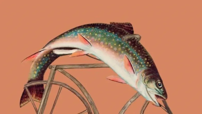 fish bike3