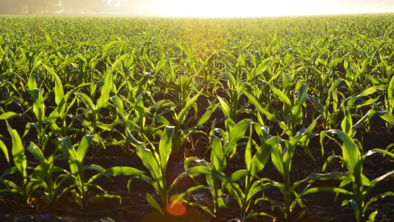 Crop of sweetcorn