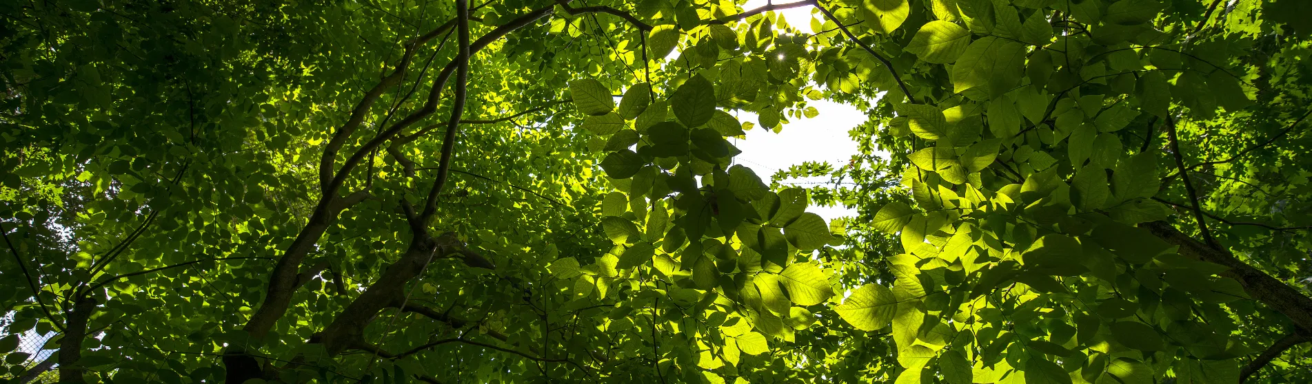 Green leaves against the sky