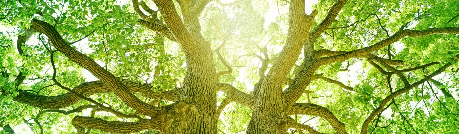 Tree with light coming through branches