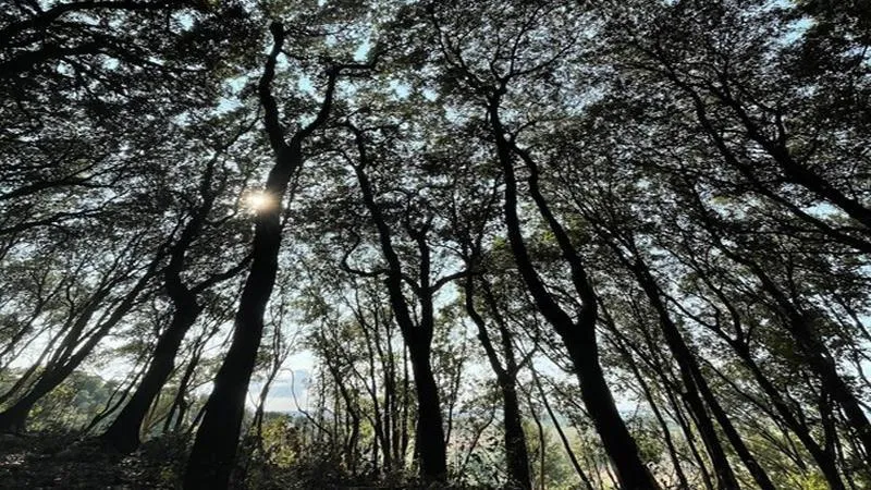 Tall trees stand in a dense woody forest