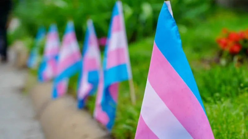 A row of trans flags standing on a lawn.