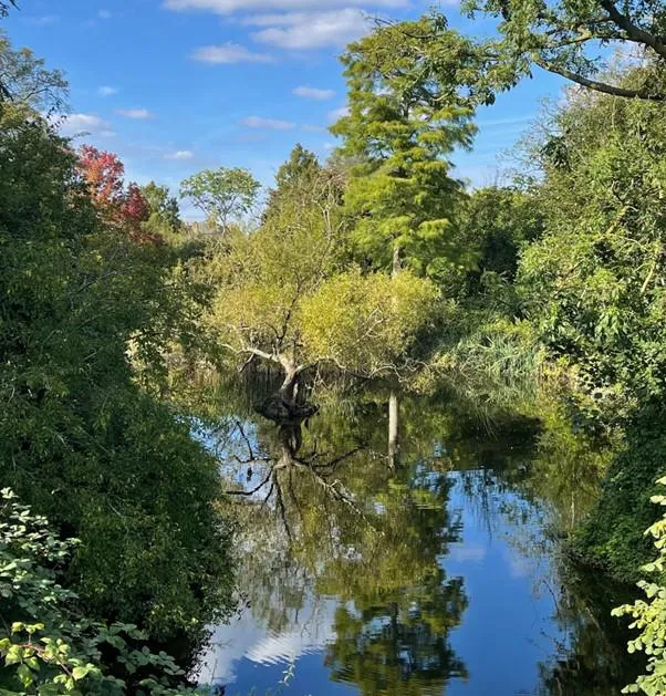 Trees near lake on a sunny day